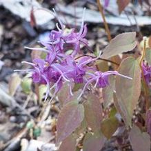 Epimedium grandiflorum 'Purple Prince' Epimedium grandiflorum 'Purple Prince'