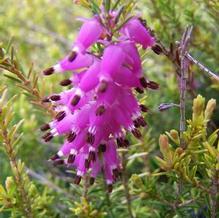 Erica carnea 'Aurea' Erica carnea 'Aurea'