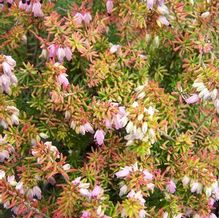 Erica carnea 'Moonlight' Erica carnea 'Moonlight'