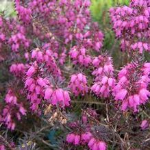 Erica carnea 'Tanja' Erica carnea 'Tanja'