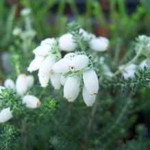 Erica tetralix 'Alba Mollis' Erica tetralix 'Alba Mollis'