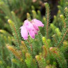 Erica x stuartii 'Irish Ornage' Erica x stuartii 'Irish Ornage'