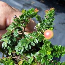 Vaccinium macrocarpum 'Hamilton' Vaccinium macrocarpum 'Hamilton'