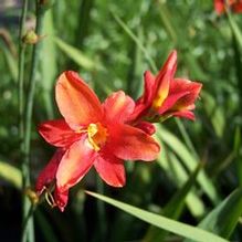 Crocosmia x 'Debutante' Crocosmia x 'Debutante'