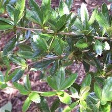Hollyleaf Barberry Hollyleaf Barberry