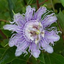 Purple Passionflower Purple Passionflower