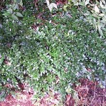 Japanese Holly Japanese Holly