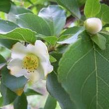 Tall Stewartia Tall Stewartia