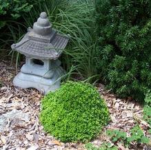 Korean Boxwood Korean Boxwood