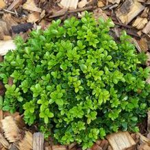 Korean Boxwood Korean Boxwood