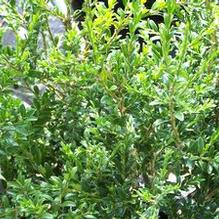 English Boxwood English Boxwood