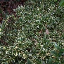 English Boxwood English Boxwood
