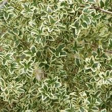 English Boxwood English Boxwood
