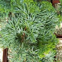 Hinoki Cypress Hinoki Cypress
