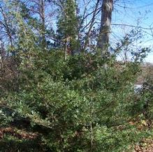 Atlantic White Cedar Atlantic White Cedar