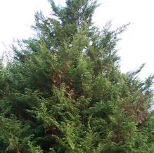 Atlantic White Cedar Atlantic White Cedar