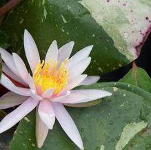 Hardy Water Lily Hardy Water Lily