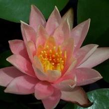 Hardy Water Lily Hardy Water Lily