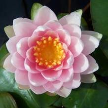 Hardy Water Lily Hardy Water Lily