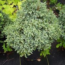 Dwarf Serbian Spruce Dwarf Serbian Spruce