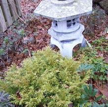 Japanese Elkhorn Cedar Japanese Elkhorn Cedar