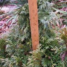 Western Red Cedar Western Red Cedar