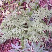 Japanese Holly Fern Japanese Holly Fern