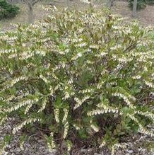 Leatherleaf Leatherleaf