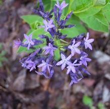 Asian Bluestar Asian Bluestar