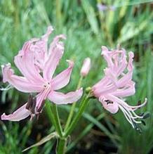 Nerine Nerine