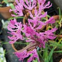 Nerine Nerine