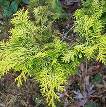 Hinoki Cypress Hinoki Cypress