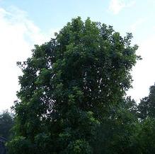 American Smoke Tree American Smoke Tree