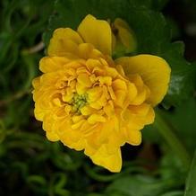Double Marsh Marigold Double Marsh Marigold