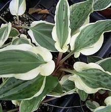 African Squill African Squill