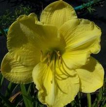 Daylily Daylily