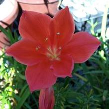 Scarborough Lily Scarborough Lily