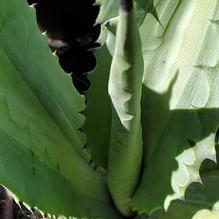 Agave Agave