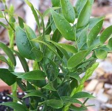 Poet's Laurel Poet's Laurel
