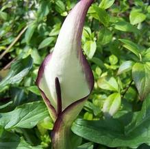 Arum Arum