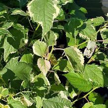 Variegated False Nettle Variegated False Nettle