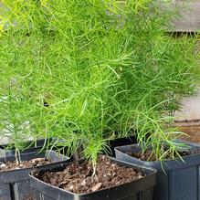 Asparagus Asparagus