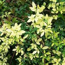 Winter Jasmine Winter Jasmine