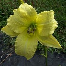 Daylily Daylily