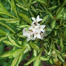 Daphne Daphne