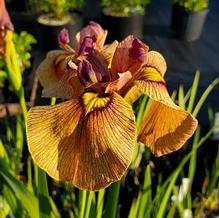 Iris Iris