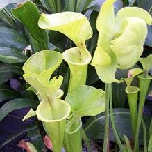 Yellow Pitcher Plant Yellow Pitcher Plant
