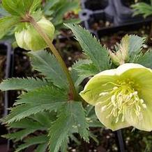 Hellebore Hellebore