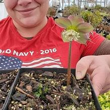 Hellebore Hellebore