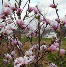 Magnolia Magnolia